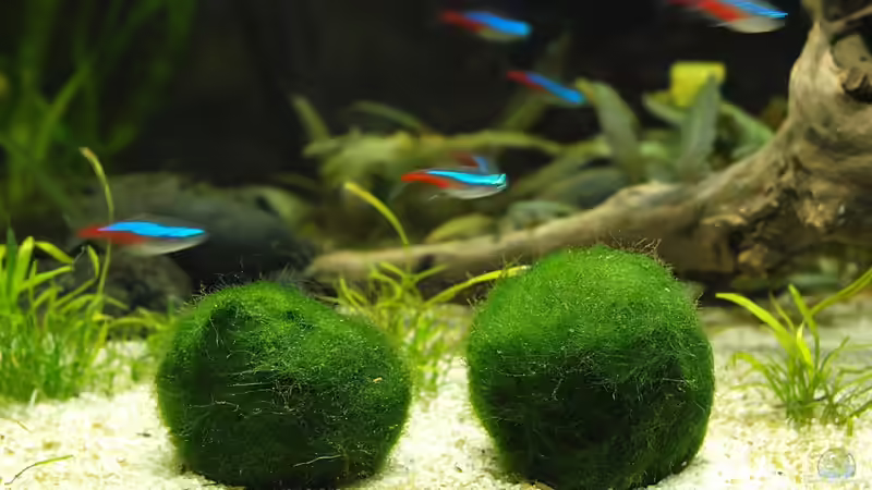 Moosalgenbälle von vorne von rapid (20)