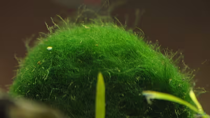 Moosalgenball Detail von rapid (22)