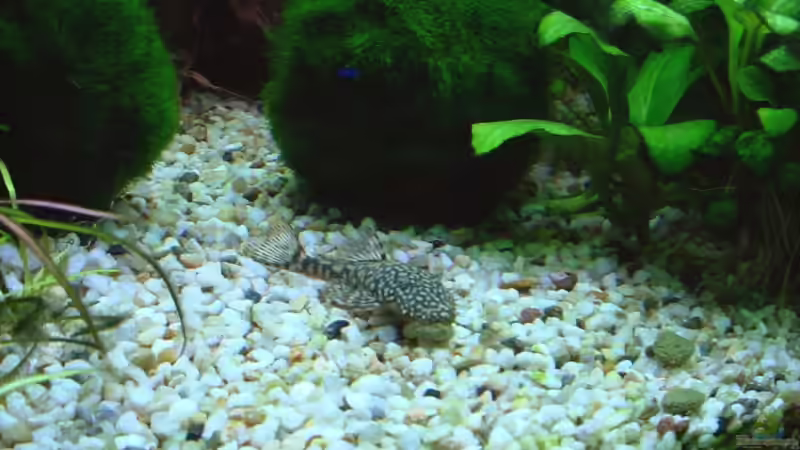 Moosalgenkugeln mit Ancistrus claro LDA 08 von nightdiver (4)