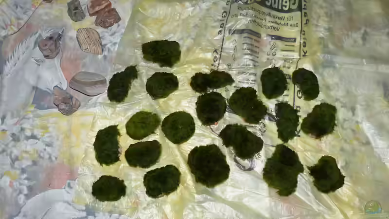 Moosbälle auf Steinen aufgebunden und im gesamten Becken verteilt von ~Marco~ (38)