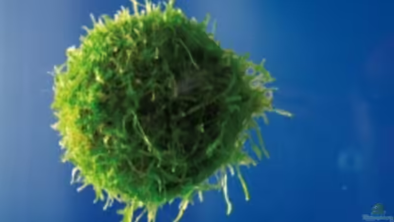 Moosbälle von Dasy (10)