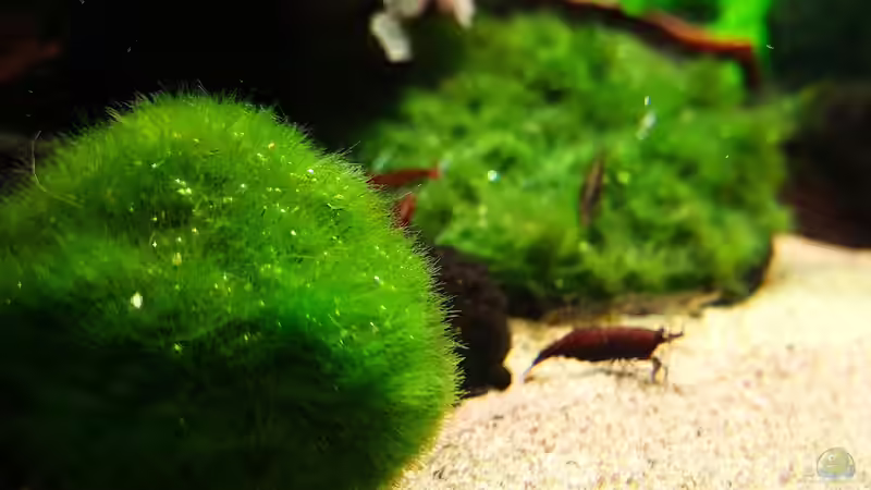 Moosball auf der Sandfläche von David Schneider Aquaristik (22)