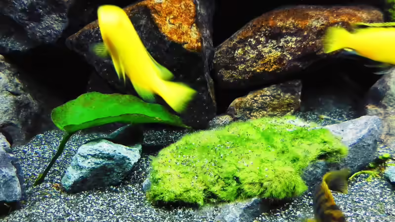 Moosball auf Stein geklebt von Kevin Leonhard (68)