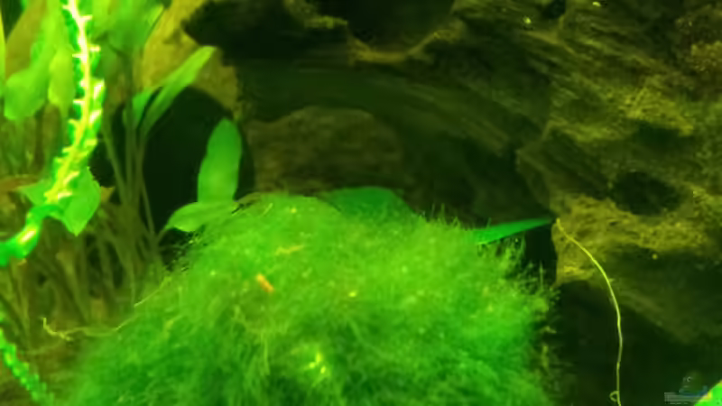 Moosball von Kathrin77 (21)