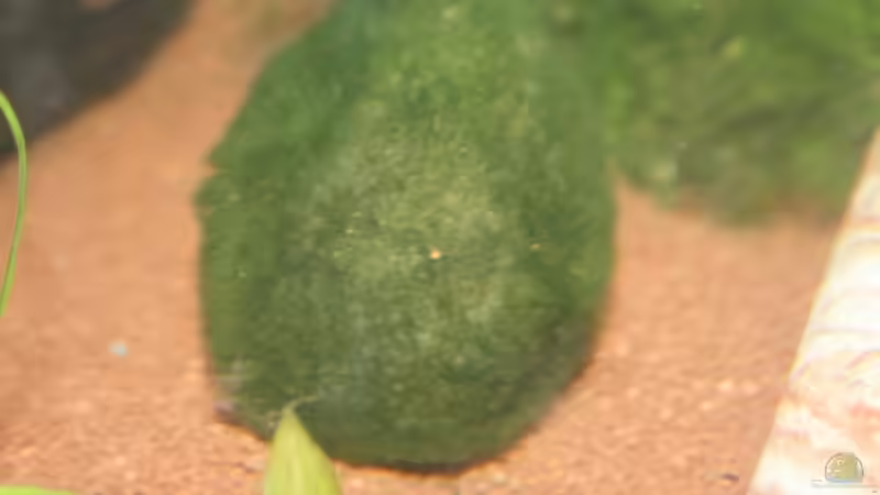 Moosball von Stefanie Mohr (9)