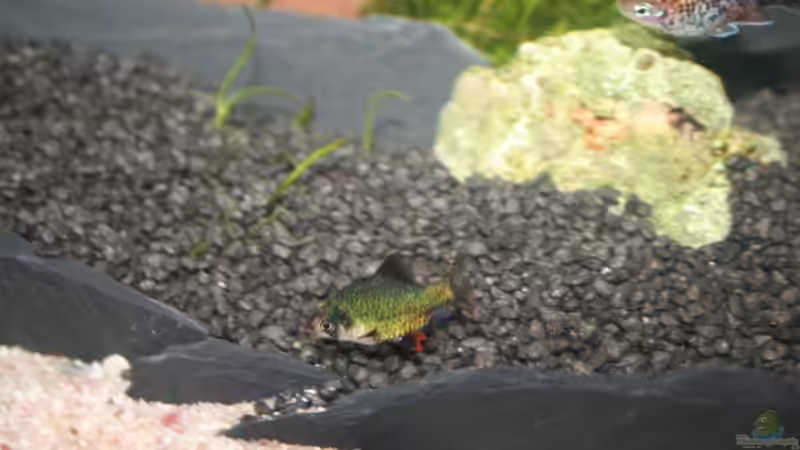 Moosbarbe von Alexander Engel (27)