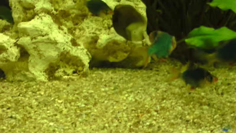 Aquarien mit Puntius tetrazona "grün" (Moosbarbe)