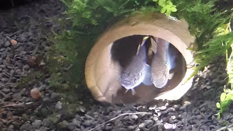 Moosbewachsene Liebeshöhle von Glücksscherbe (15)