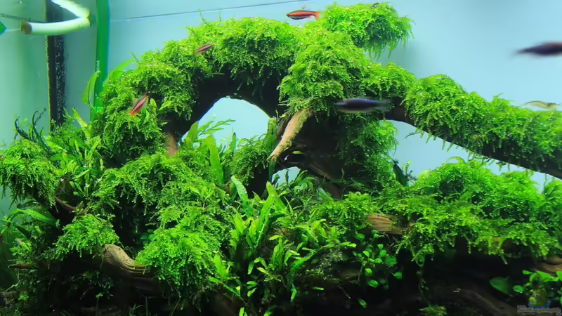 Moosbogen von disco-d (18)