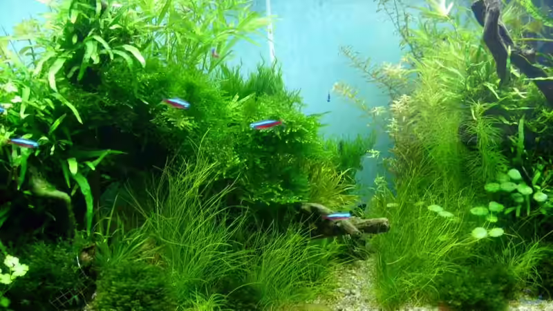 Moose auf Wurzel von Volkmar1 (21)