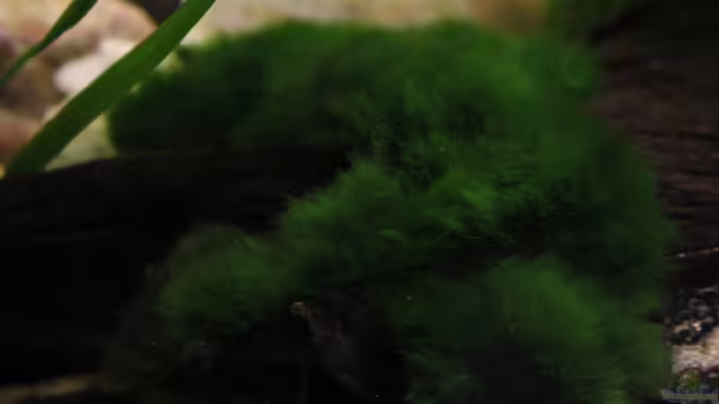 Moose sind hier auch im Mittelpunkt für dieses Kühlwasser Aquarium von Florian Bandhauer (18)