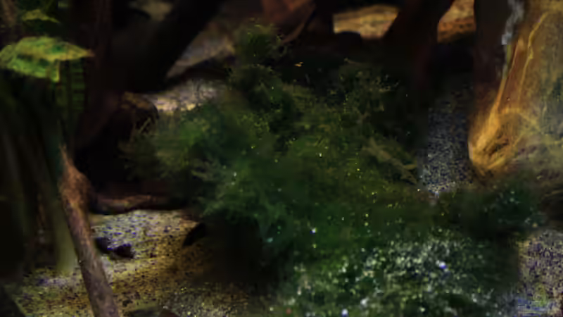 Moose und Laub von Florian Bandhauer (14)