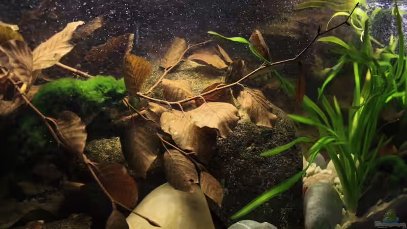 Moose und Vallisnerien die sich in der Strömung wiegen sowie ??ste mit getrocknetem von Florian Bandhauer (33)