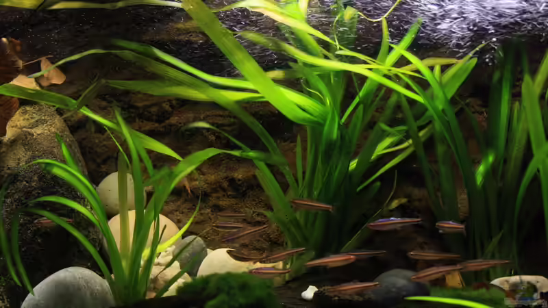 Moose und Vallisnerien mit etwas Holz gemischt von Florian Bandhauer (21)