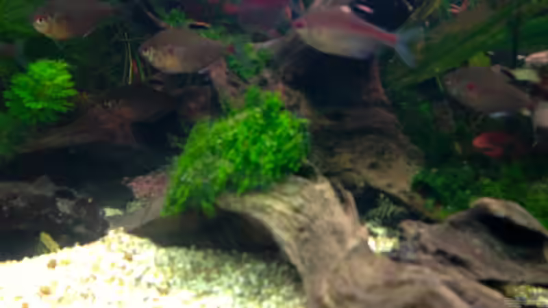 Moose und Wurzeln von Michel (9)