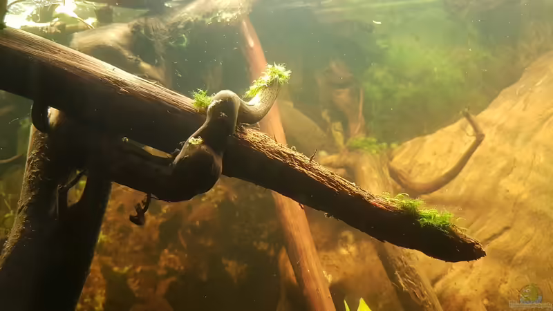 Moose von Kevin Engelsberger (5)