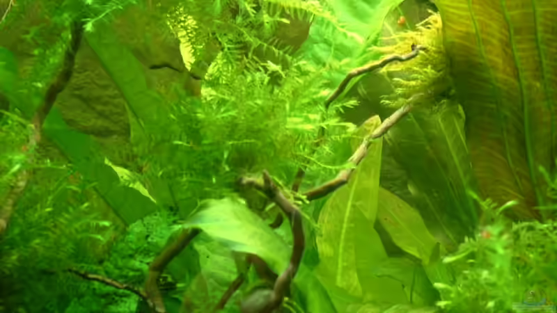 Moosiges von Herzilein (15)