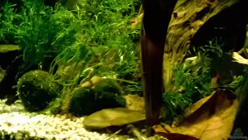 Mooskogel,Seemadelpläter,Wassfarn von Lars Ascher (31)