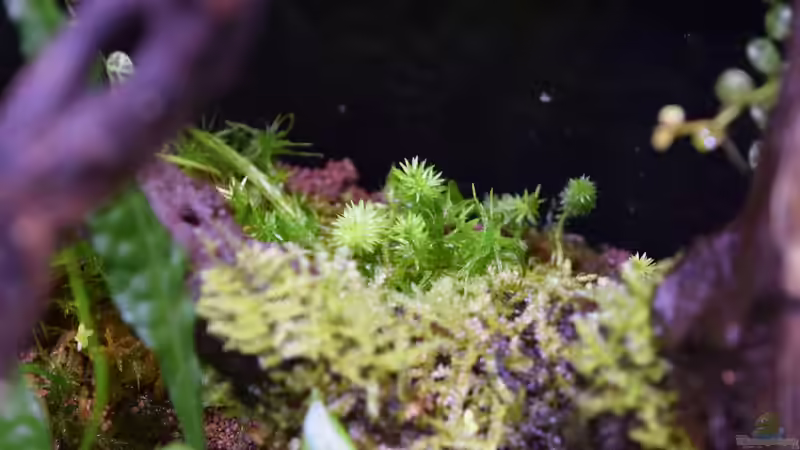 Mooskraut, Mayaca fluviatilis  von Junglist (51)