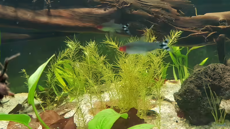 Mooskraut  von Mel (11)