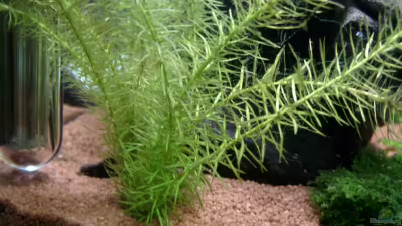 Mooskraut von erich (3)