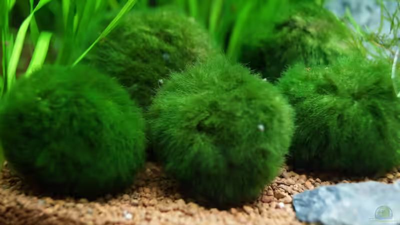 Mooskugel - Aegagropila linnaei von Guido Seifert (18)