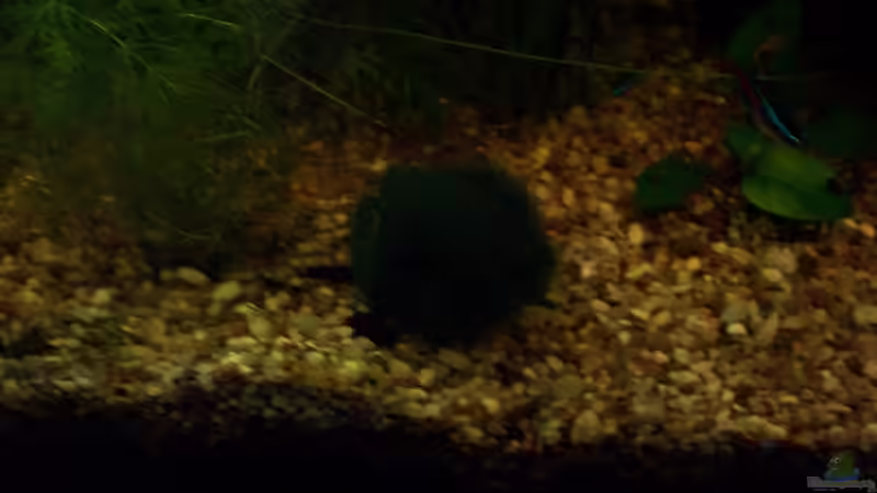 Mooskugel / Algenball / Seeball (Cladophora aegagrophila) von Jens J. (16)