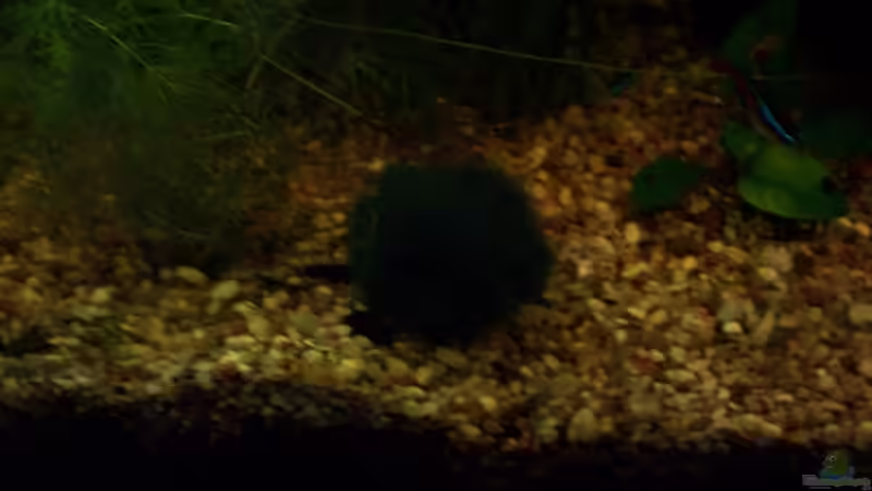 Mooskugel / Algenball / Seeball (Cladophora aegagrophila) von Jens J. (22)