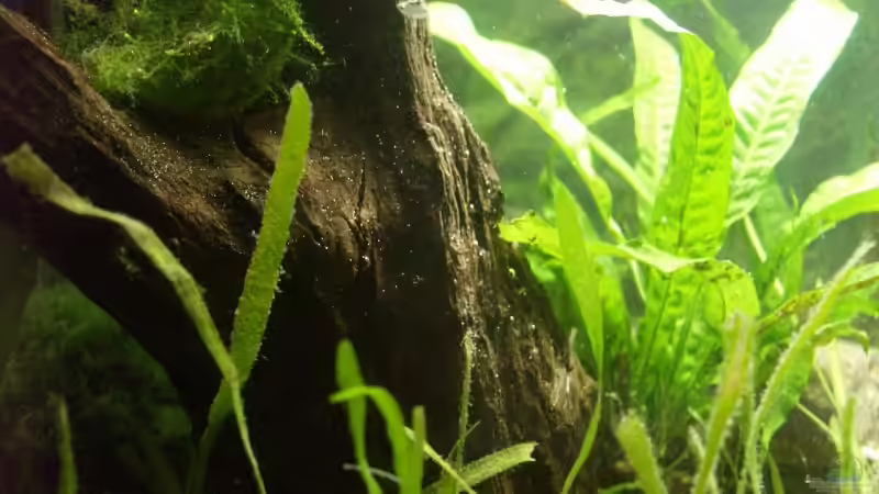 Mooskugel, Javamoos, Javafarn von Thomas Rengier (9)