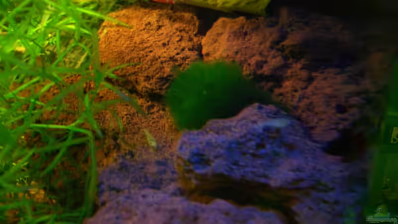 MoosKugel  von Harry Otterbach (5)