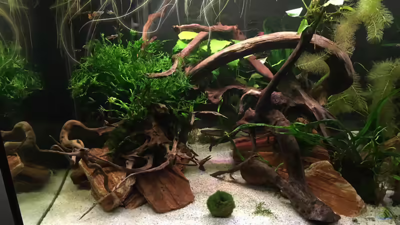 Mooskugel  von Ottche (24)