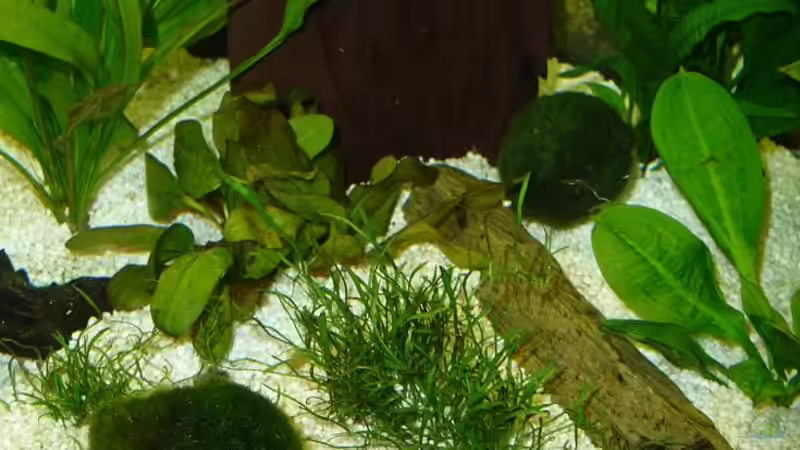 Mooskugel 02 von mihä (13)