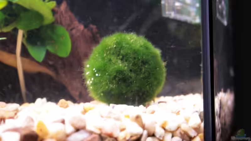 Mooskugel 1 von StefanE. (11)