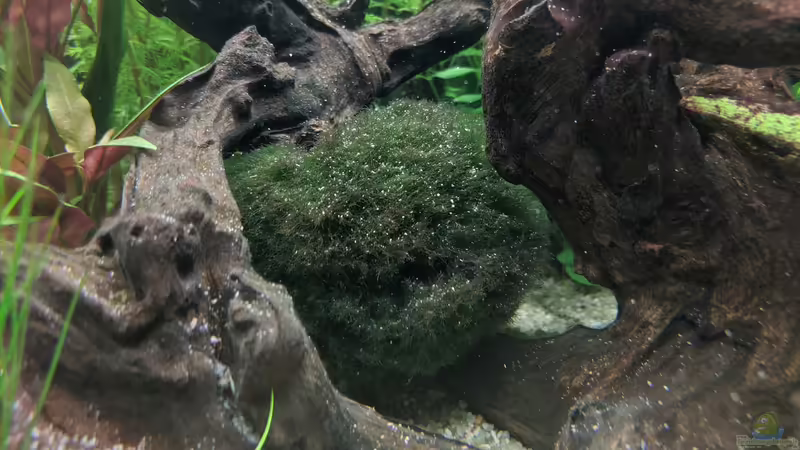 Mooskugel (17.06.2020) von Ameisenalex (16)