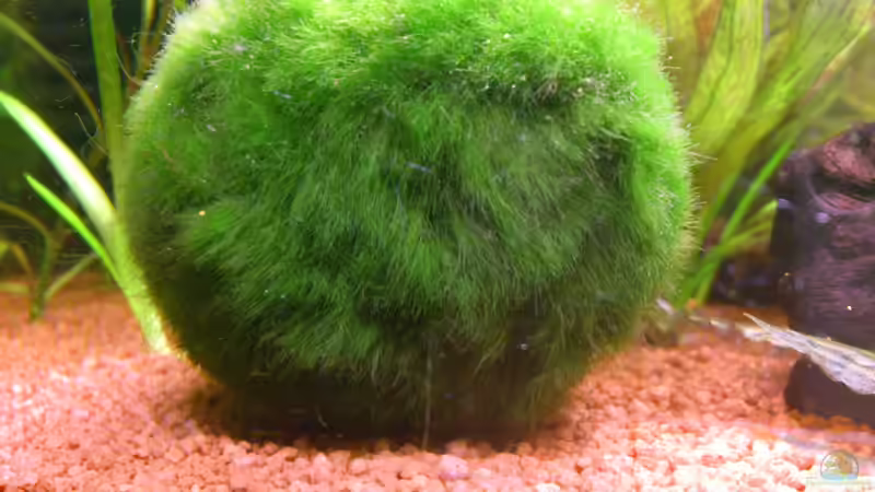 Mooskugel 2 von 2 un rehbrauner Bodengrund von Stephan Groß (11)