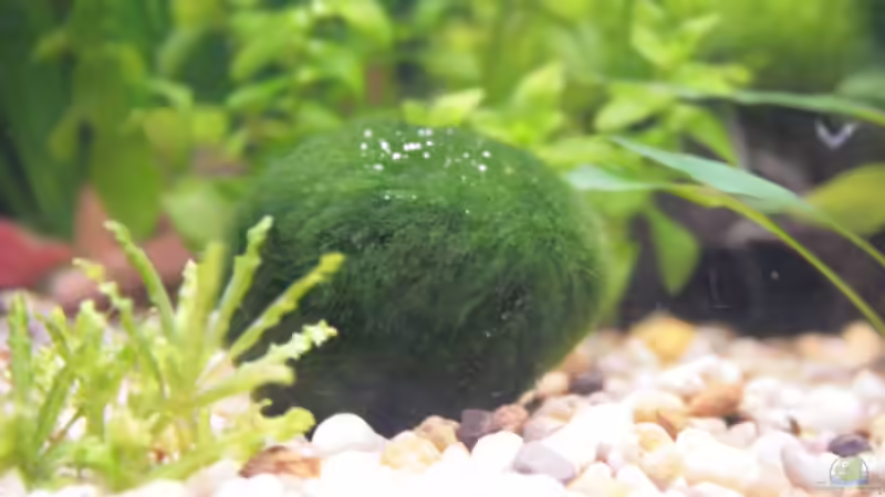 Mooskugel 2 von StefanE. (12)