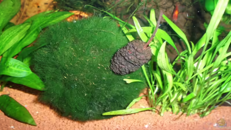 Mooskugel 22.01.10 von ~Marco~ (11)