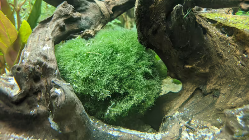 Mooskugel (Aegagropila) 11.06.2020 von Ameisenalex (36)