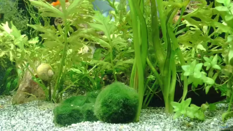 Mooskugel als Kugel und Flach von Andreas Gross (5)