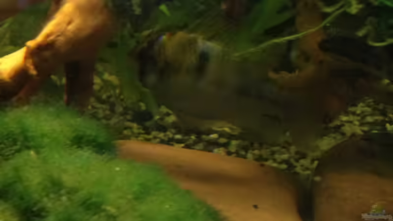 Mooskugel auf Stein, Javamoos (Ramirezi ist nicht mehr im Becken) von Pillemann77 (7)