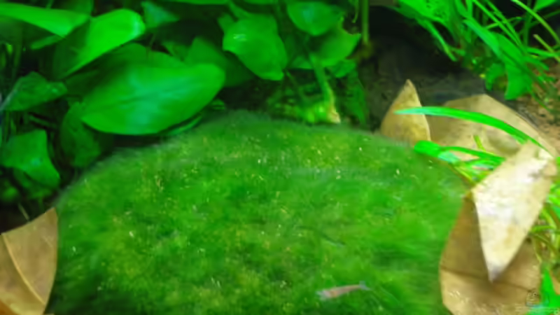 Mooskugel aufgeschnitten und als Teppich ausgelegt von Aquarienfreund44 (9)