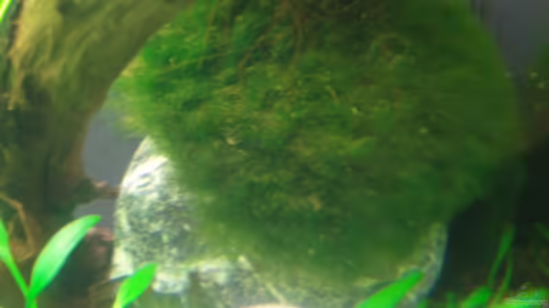 Mooskugel ausgehöhlt und auf Stein aufgesetzt von Aquarienfreund44 (11)