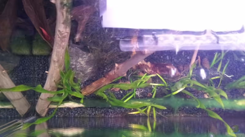 Mooskugel (Cladophora aegagropila) links im Bild von Newbie (28)