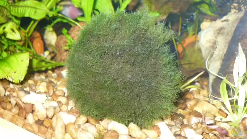 Mooskugel im AQ. von Werner Lehmann (16)