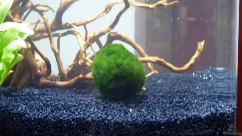 Mooskugel im noch fast leerem Becken von Josef Braun (20)