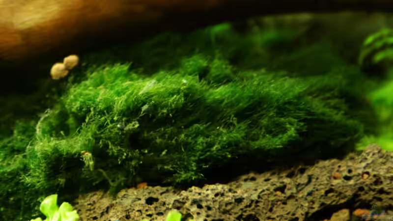 Mooskugel mal anders ;-))) von SouthAmerica (40)