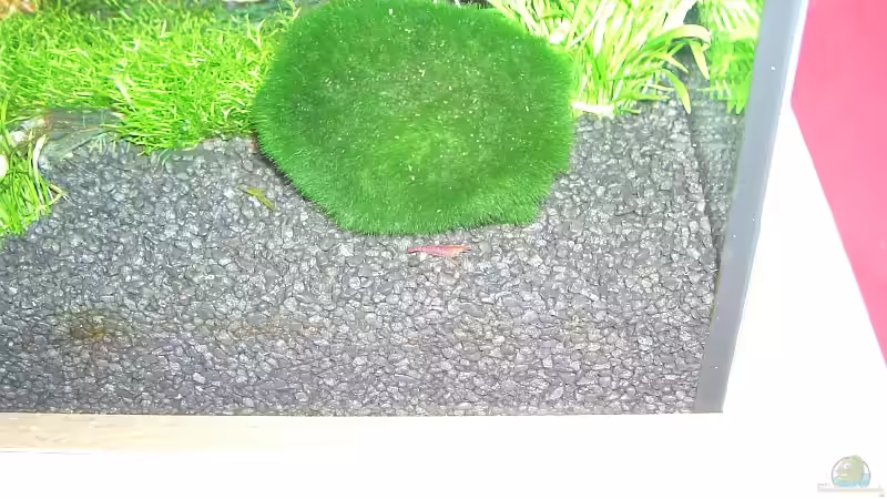 Mooskugel mit Red Fire Garnele von Jonas Stephan (7)