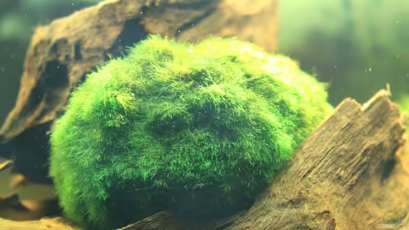 Mooskugel näher :-) von Ralf Kl (8)