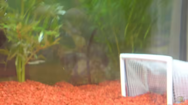 MOOSKUGEL,ROT BLAUER KIES von Thomas Utiger (4)