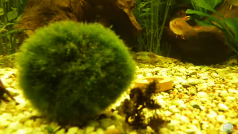 Mooskugel und Erlenzapfen von Josef Braun (18)